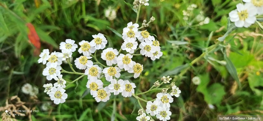 Готовы к прогулке по Заполярью? :) Давно не делилась фотографиями... 12.08.2021