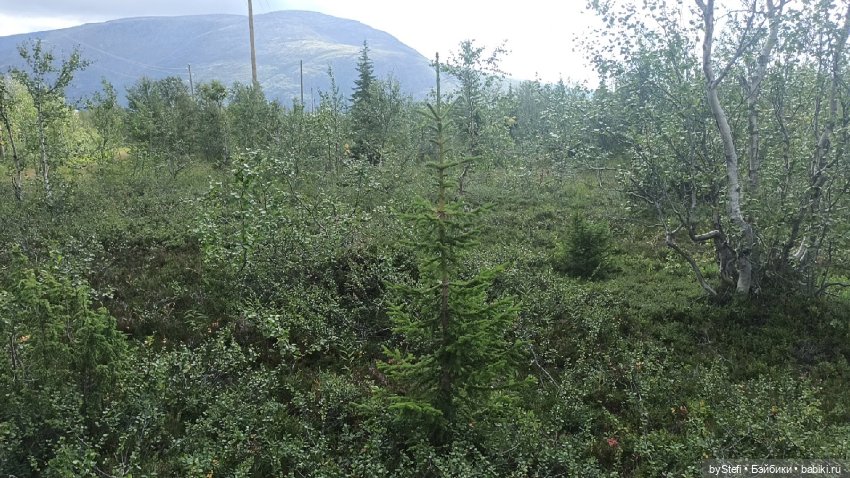 Готовы к прогулке по Заполярью? :) Давно не делилась фотографиями... 12.08.2021