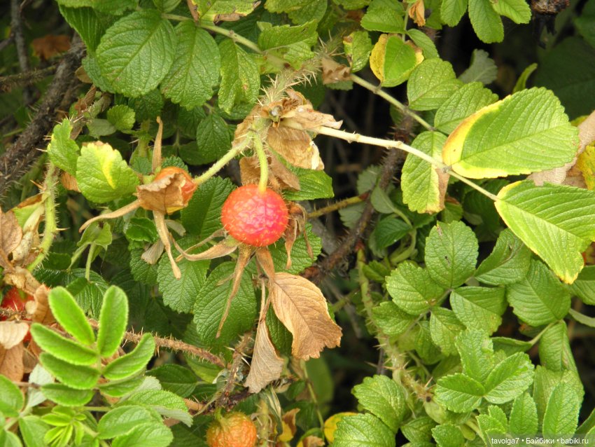 Три платья для Дюймовочки (фото 4)