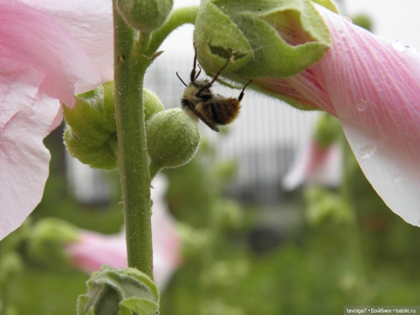 Три платья для Дюймовочки (фото 5)