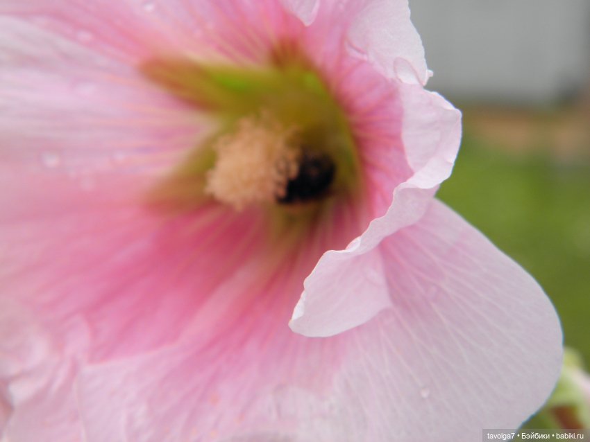 Три платья для Дюймовочки (фото 6)