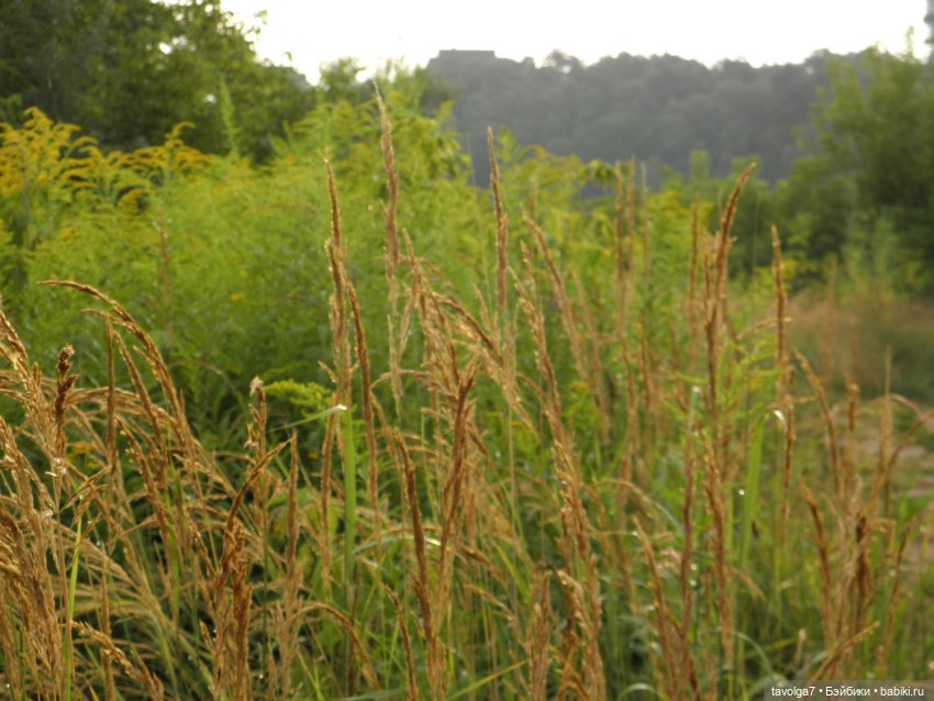 Три платья для Дюймовочки (фото 3)