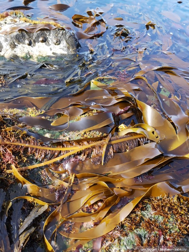 Путешествие по западной Норвегии