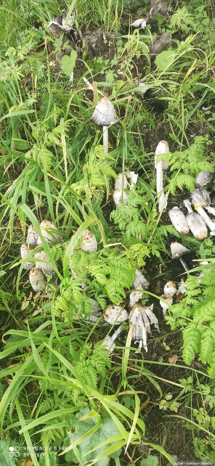 Покажу ещё немножко нашей природы