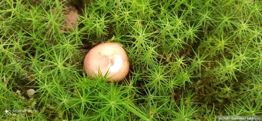 Покажу ещё немножко нашей природы (фото 6)