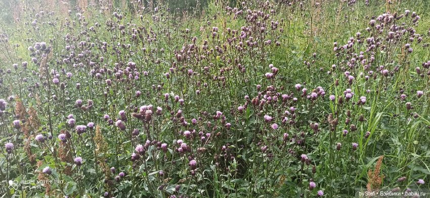 Покажу ещё немножко нашей природы