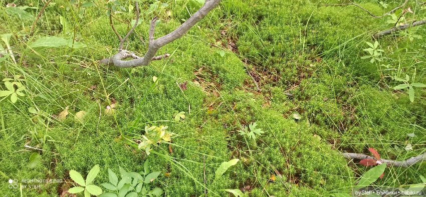 Покажу ещё немножко нашей природы (фото 5)