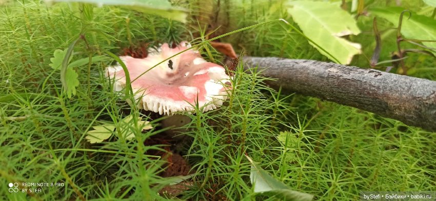 Покажу ещё немножко нашей природы