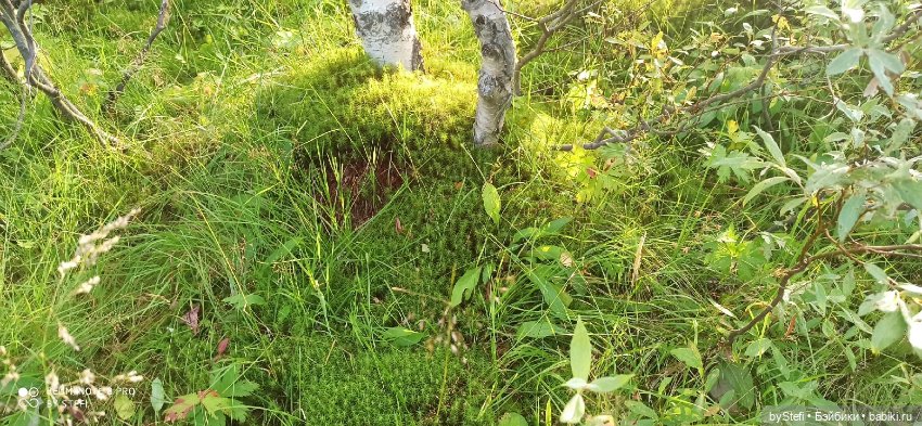 Покажу ещё немножко нашей природы (фото 2)