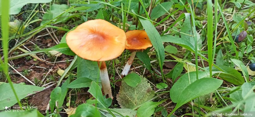 Покажу ещё немножко нашей природы (фото 7)