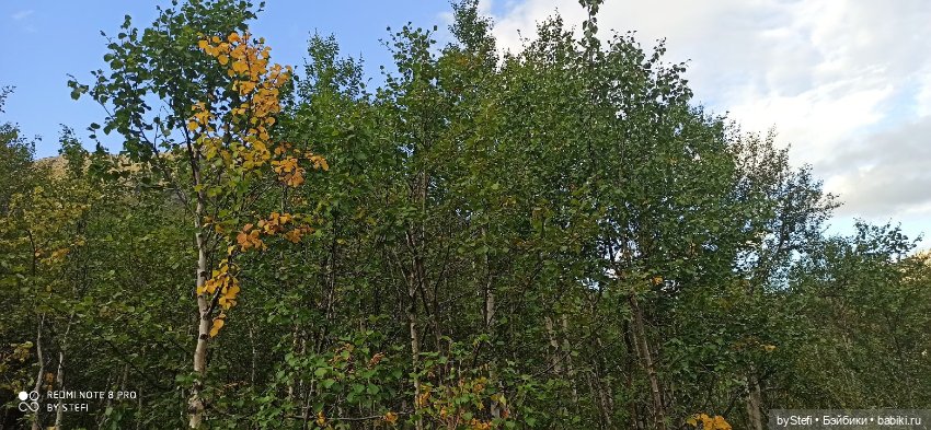 Покажу ещё немножко нашей природы (фото 8)