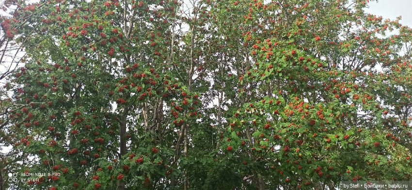 Покажу ещё немножко нашей природы