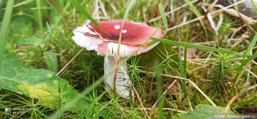 Покажу ещё немножко нашей природы (фото 3)