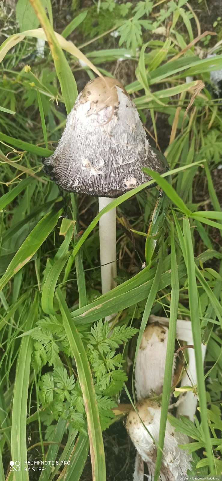 Покажу ещё немножко нашей природы