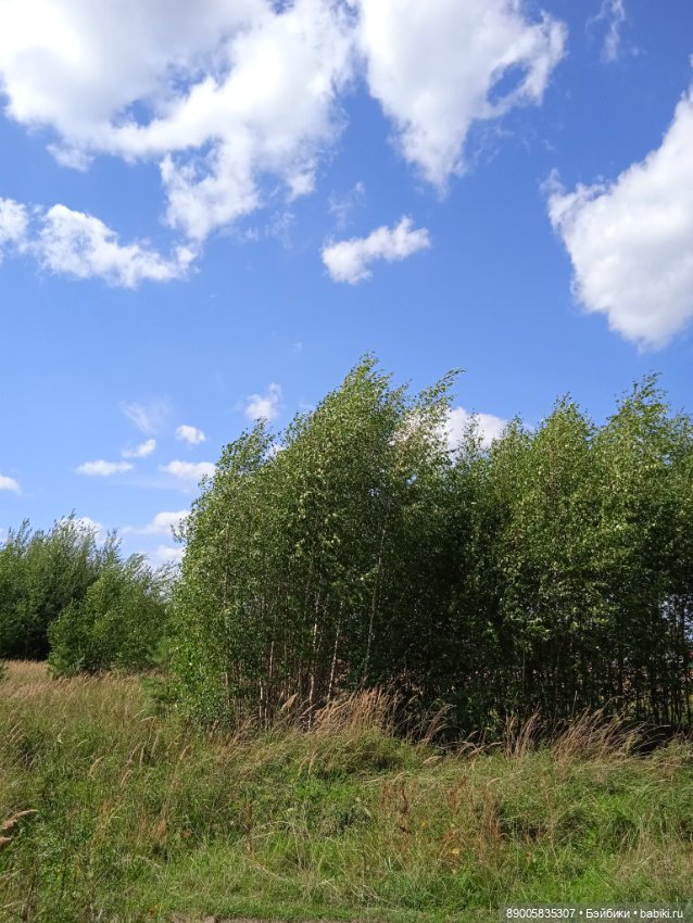 Лето кота Рыжика — Куклы с Алиэкспресс (Aliexpress): Китайские шарнирные