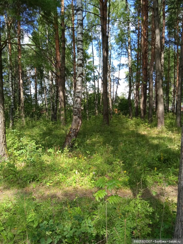 Лето кота Рыжика — Куклы с Алиэкспресс (Aliexpress): Китайские шарнирные