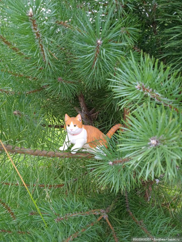 Лето кота Рыжика — Куклы с Алиэкспресс (Aliexpress): Китайские шарнирные (фото 5)