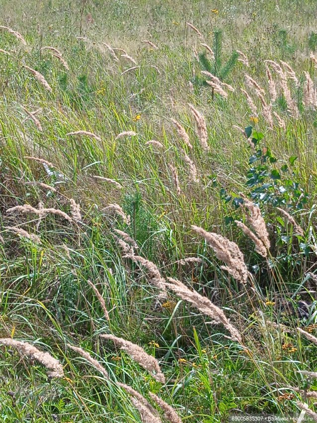 Лето кота Рыжика — Куклы с Алиэкспресс (Aliexpress): Китайские шарнирные (фото 10)