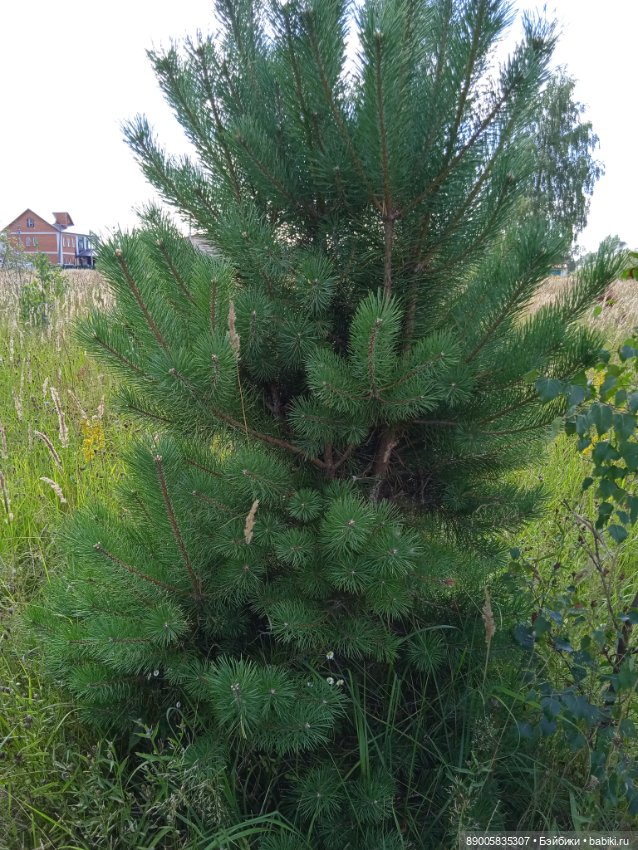 Лето кота Рыжика — Куклы с Алиэкспресс (Aliexpress): Китайские шарнирные (фото 6)