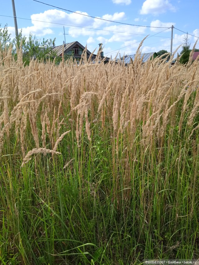 Лето кота Рыжика — Куклы с Алиэкспресс (Aliexpress): Китайские шарнирные