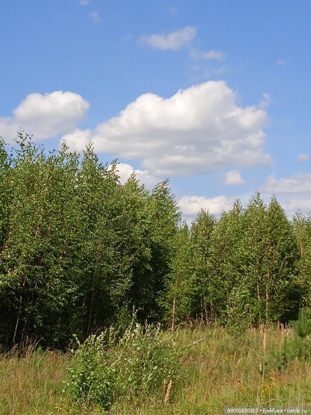 Лето кота Рыжика — Куклы с Алиэкспресс (Aliexpress): Китайские шарнирные (фото 8)