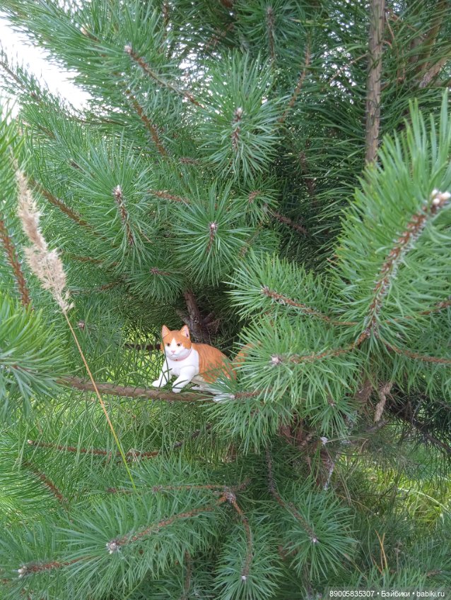 Лето кота Рыжика — Куклы с Алиэкспресс (Aliexpress): Китайские шарнирные (фото 4)