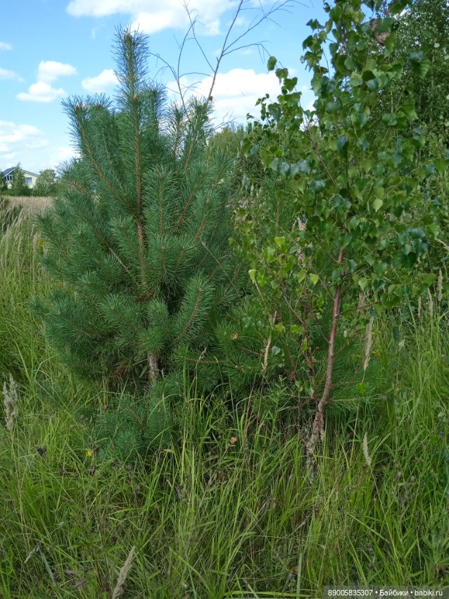 Лето кота Рыжика — Куклы с Алиэкспресс (Aliexpress): Китайские шарнирные (фото 7)