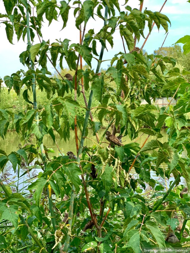 Часть 1. Прогулка в ЦПКиО им. Маяковского г. Екатеринбург с куклами Biggers