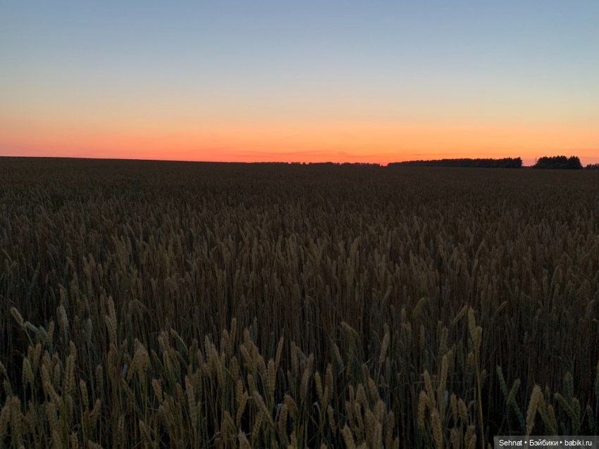 Август таял в янтарном меду