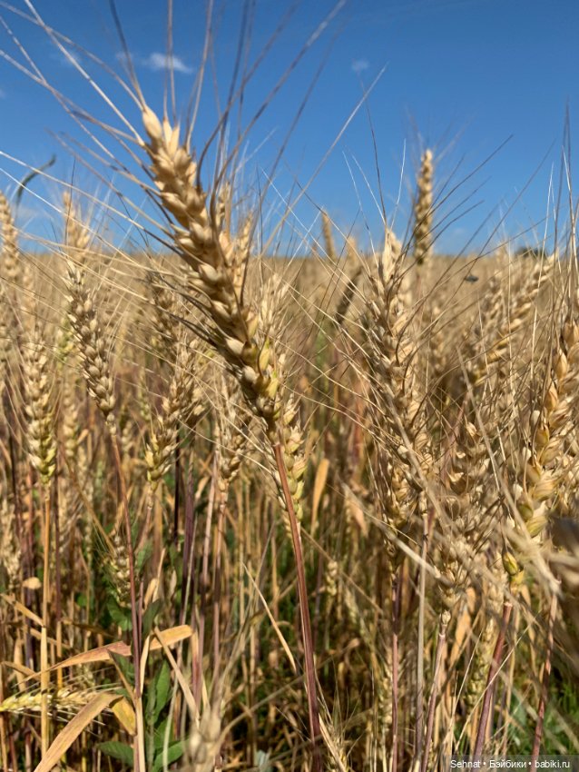 Август таял в янтарном меду