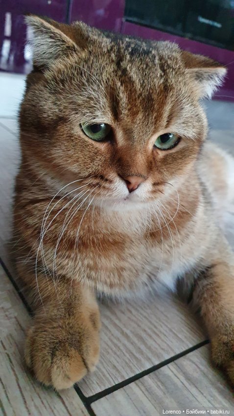 Мой кот — Болталка и разговоры обо всем: жизнь (фото 6)