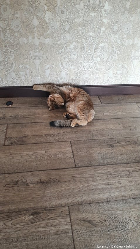 Мой кот — Болталка и разговоры обо всем: жизнь (фото 10)