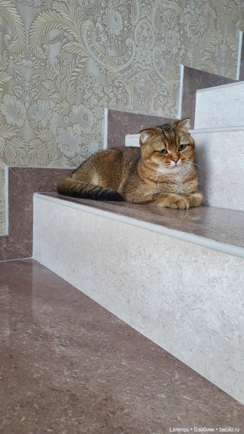 Мой кот — Болталка и разговоры обо всем: жизнь (фото 5)