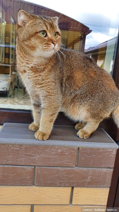 Мой кот — Болталка и разговоры обо всем: жизнь (фото 4)