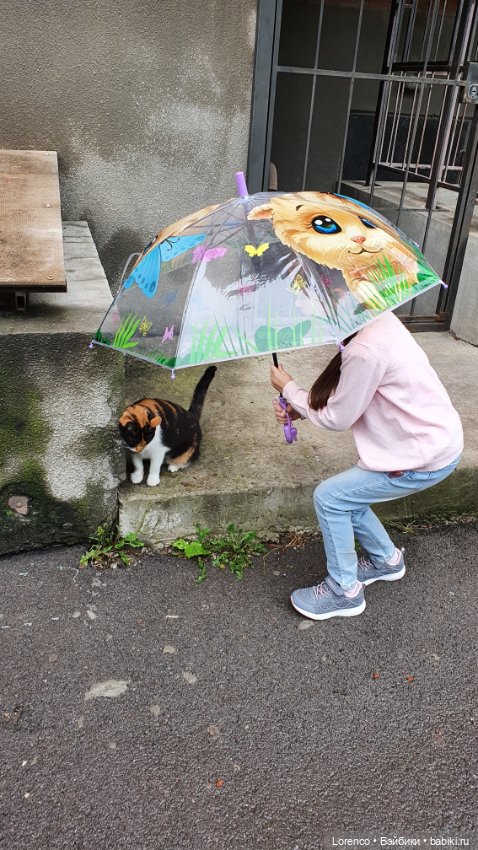 Мой кот — Болталка и разговоры обо всем: жизнь