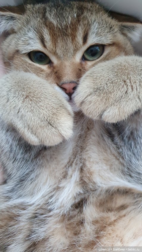 Мой кот — Болталка и разговоры обо всем: жизнь