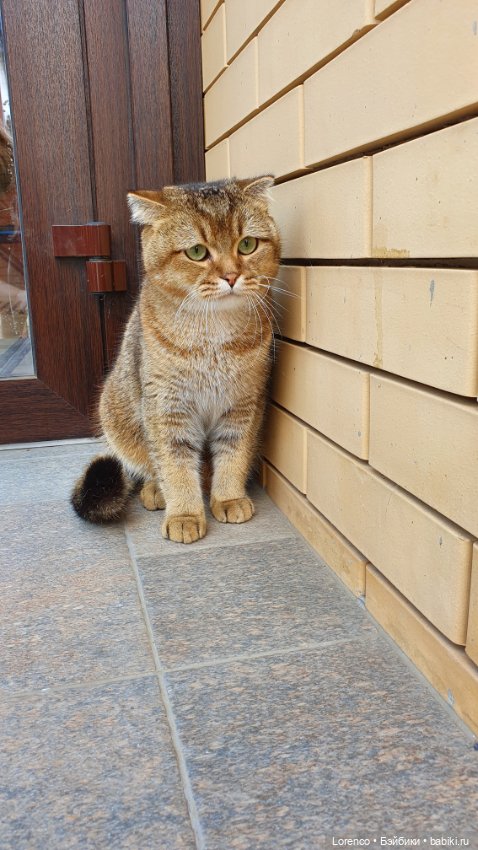 Мой кот — Болталка и разговоры обо всем: жизнь (фото 3)