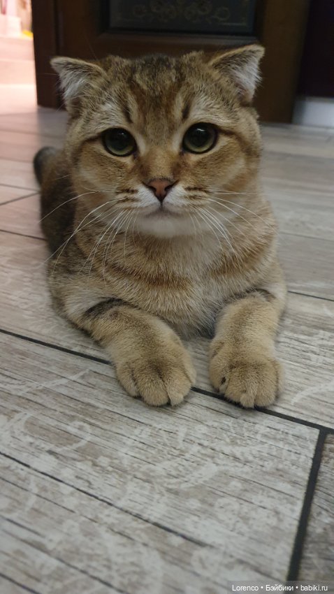 Мой кот — Болталка и разговоры обо всем: жизнь