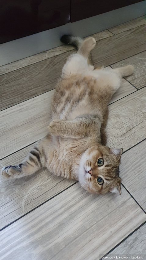 Мой кот — Болталка и разговоры обо всем: жизнь