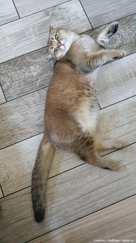 Мой кот — Болталка и разговоры обо всем: жизнь