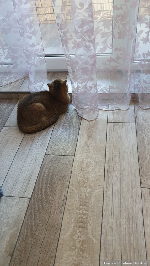 Мой кот — Болталка и разговоры обо всем: жизнь (фото 8)