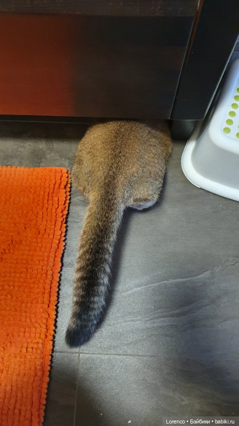 Мой кот — Болталка и разговоры обо всем: жизнь