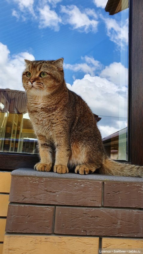 Мой кот — Болталка и разговоры обо всем: жизнь