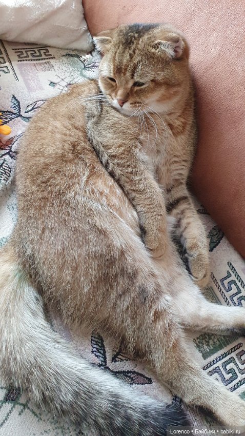 Мой кот — Болталка и разговоры обо всем: жизнь