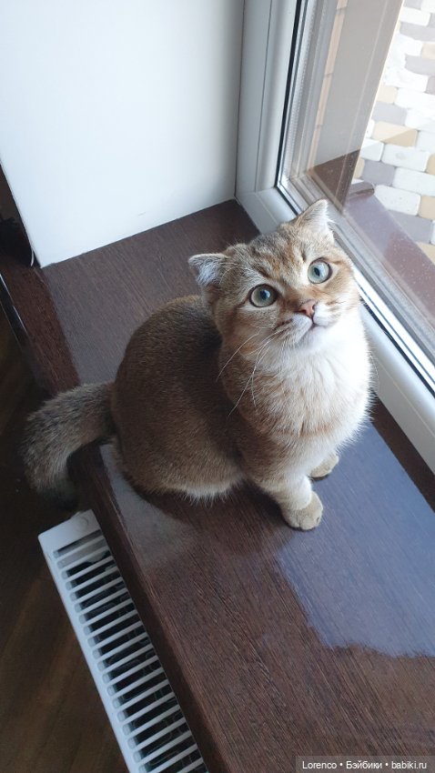 Мой кот — Болталка и разговоры обо всем: жизнь