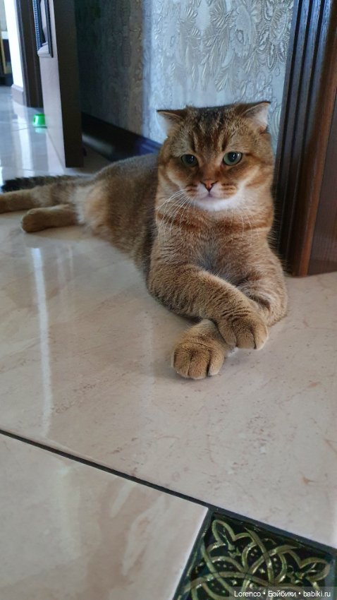 Мой кот — Болталка и разговоры обо всем: жизнь (фото 7)