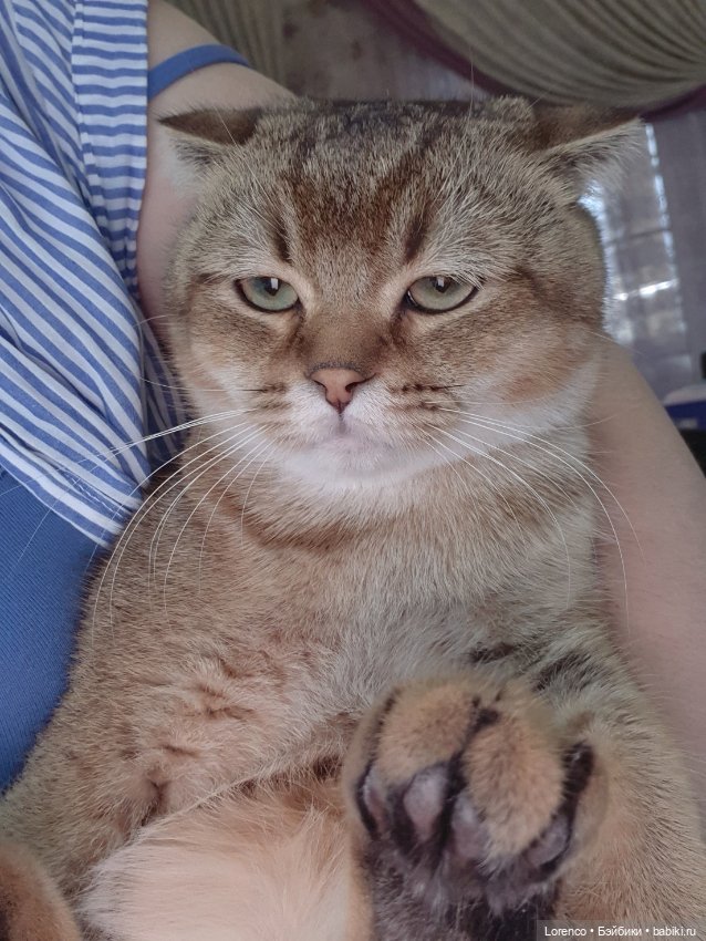 Мой кот — Болталка и разговоры обо всем: жизнь