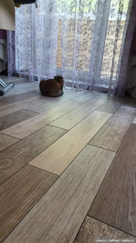 Мой кот — Болталка и разговоры обо всем: жизнь (фото 9)