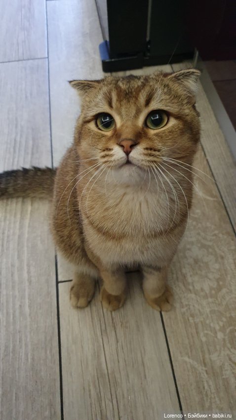 Мой кот — Болталка и разговоры обо всем: жизнь