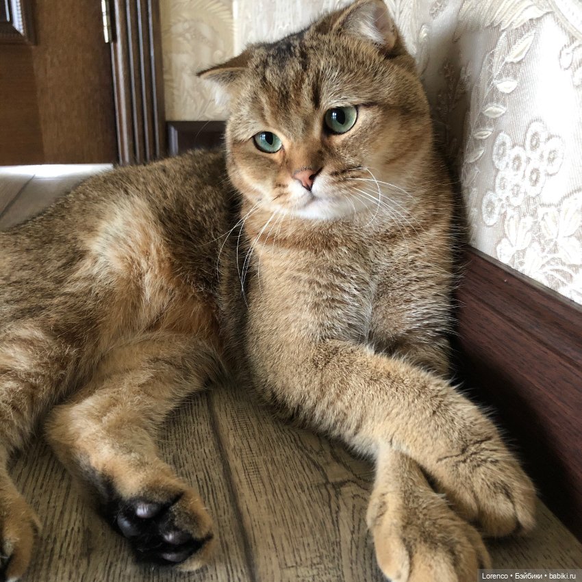 Мой кот — Болталка и разговоры обо всем: жизнь